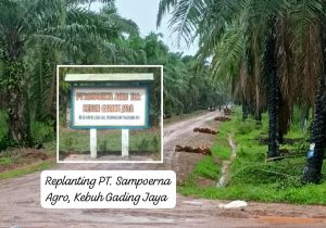 Oknum GM PT. Sampoerna Agro Diduga Menjual Barang Ilegal, Disinyalir Perusahaan Tutup Mata